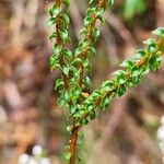 Epacris microphylla 葉