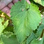 Sideritis infernalis Hostoa