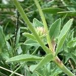 Trifolium montanum Leaf