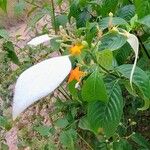 Mussaenda forsteniana Flor