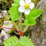 Fragaria vesca Buveinė