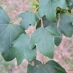 Acer obtusifolium List