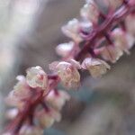 Rhipidoglossum rutilum Flower