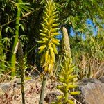 Aloe veraÕis