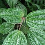 Miconia crenata Leaf