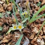 Tulipa turkestanica Flor