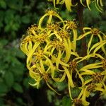 Ligularia amplexicaulis Συνήθη χαρακτηριστικά