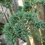 Juniperus chinensis Blatt