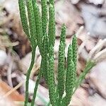 Lycopodium complanatum Fruit