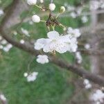 Prunus cerasus Кветка