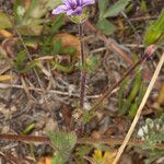 Erodium botrys Hoja
