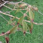 Aristotelia chilensis Fuelha