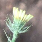 Tolpis barbata Virág