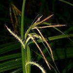 Carex perraudieriana Otro