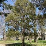 Juniperus deppeana Habit