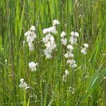 Eriophorum latifolium عادت داشتن