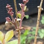 Syringa pubescens Flower