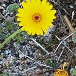 Malacothrix californica Flower