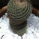 Mammillaria matudae Flor