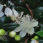 Myrtus communis Flower