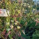 Torilis africana Hoja