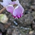 Cyclamen hederifolium Flower