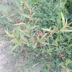 Persicaria lapathifolia Habitus