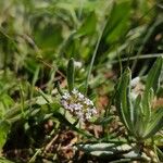 Valerianella discoidea Цветок