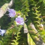 Echium parviflorum