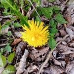 Taraxacum mattmarkense Blomst