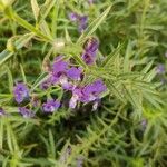 Angelonia biflora花