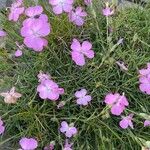 Dianthus subacaulis Blüte