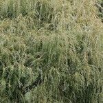 Salix babylonicaLeaf