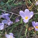 Crocus pulchellus 整株植物