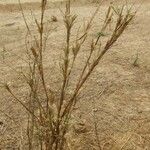 Polypogon monspeliensis Habit