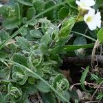 Arabis collina Folha