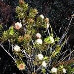 Melaleuca gnidioides Hábito