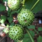 Datura metel Плод