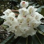 Rhododendron sinogrande Virág