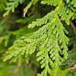 Thuja occidentalis Leaf