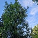 Podocarpus latifolius Συνήθη χαρακτηριστικά