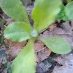 Gamochaeta purpurea Leaf