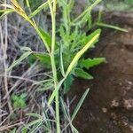 Crotalaria brevidens Hoja