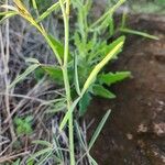 Crotalaria brevidens Φύλλο