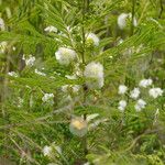 Acacia angustissima Natur