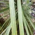 Cordyline indivisa Levél