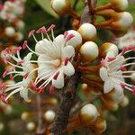 Pycnandra controversa Flower