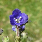 Veronica fruticans फूल