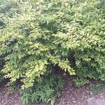 Buddleja lindleyana Habitat