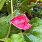 Anthurium scherzerianumЦветок